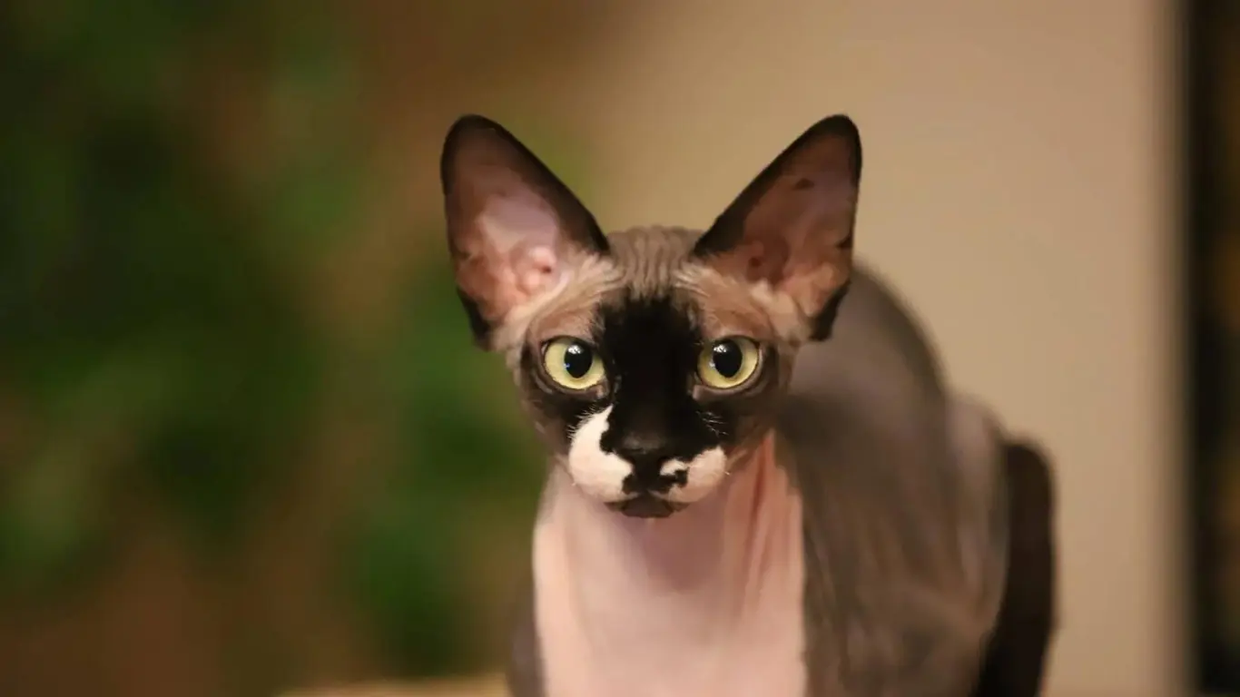 Sphynx Cat Calico