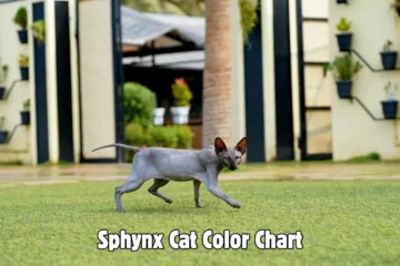 Sphynx Cat Color Chart