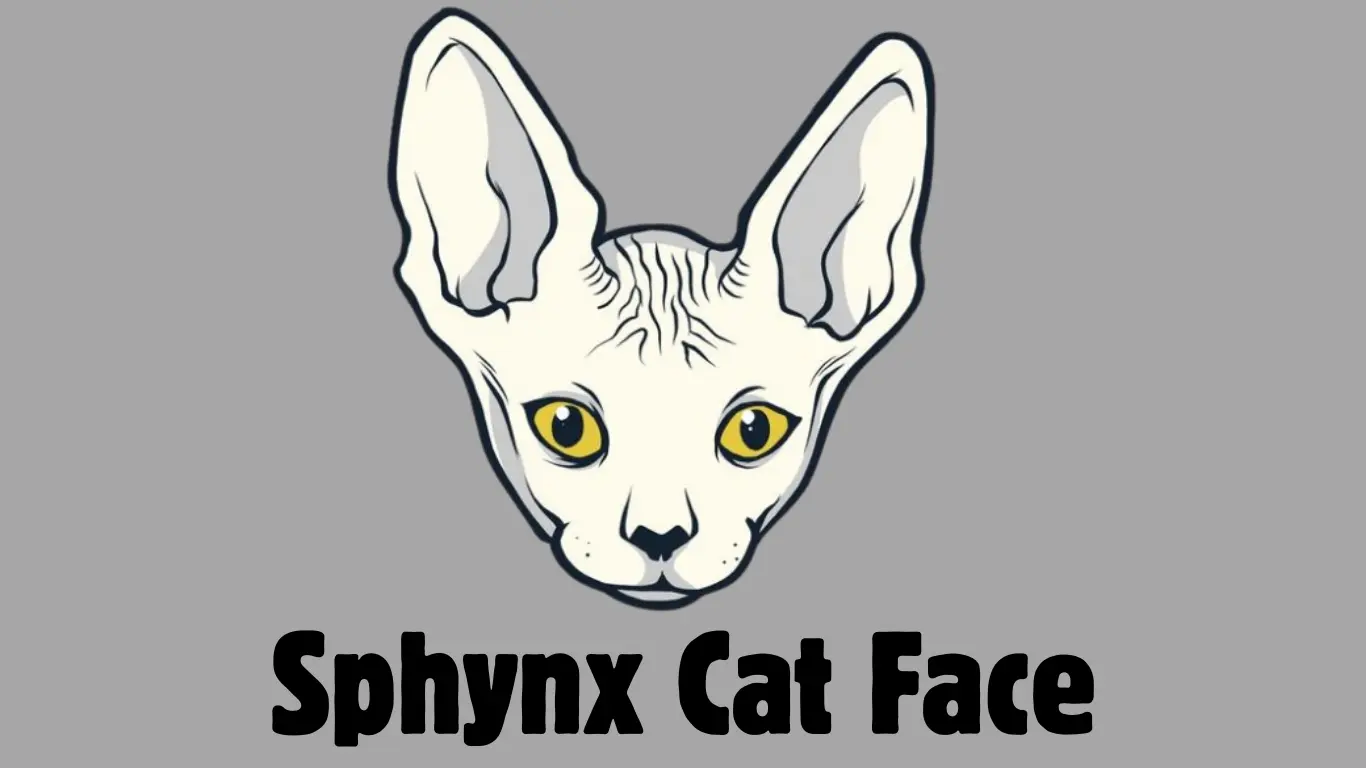 Sphynx Cat Face