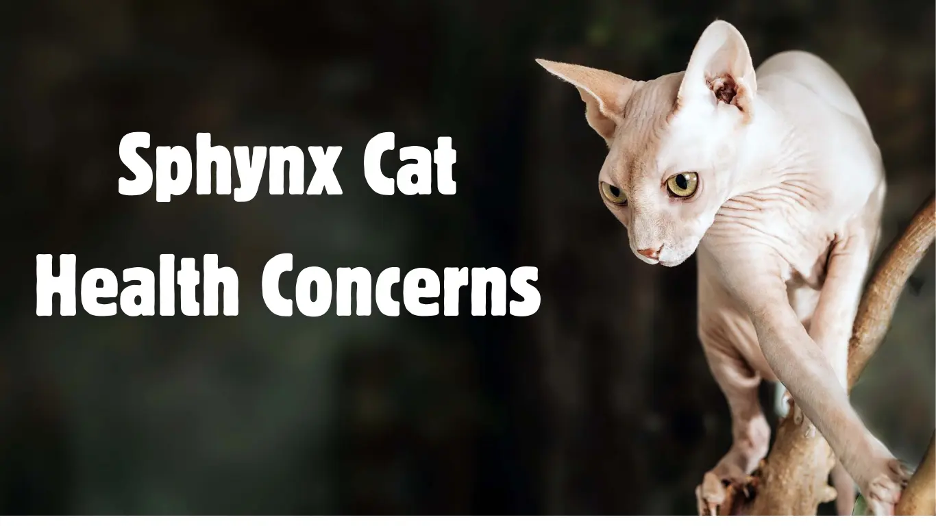 Sphynx Cat Houston TX