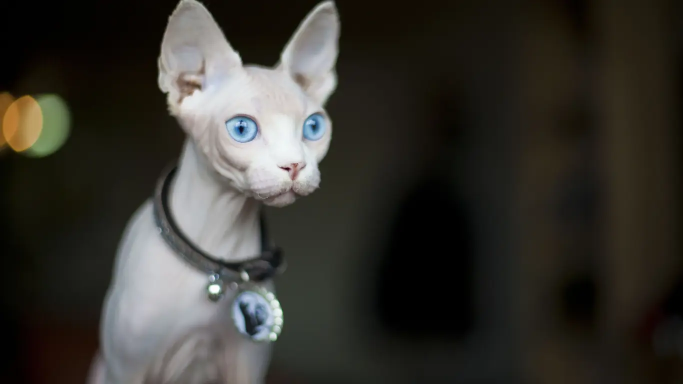 Sphynx Cat Lifespan