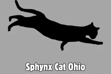 Sphynx Cat Ohio