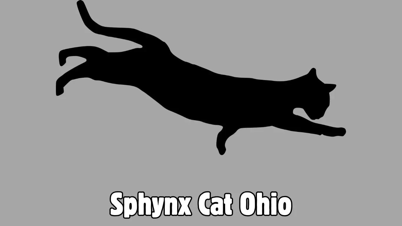 Sphynx Cat Ohio