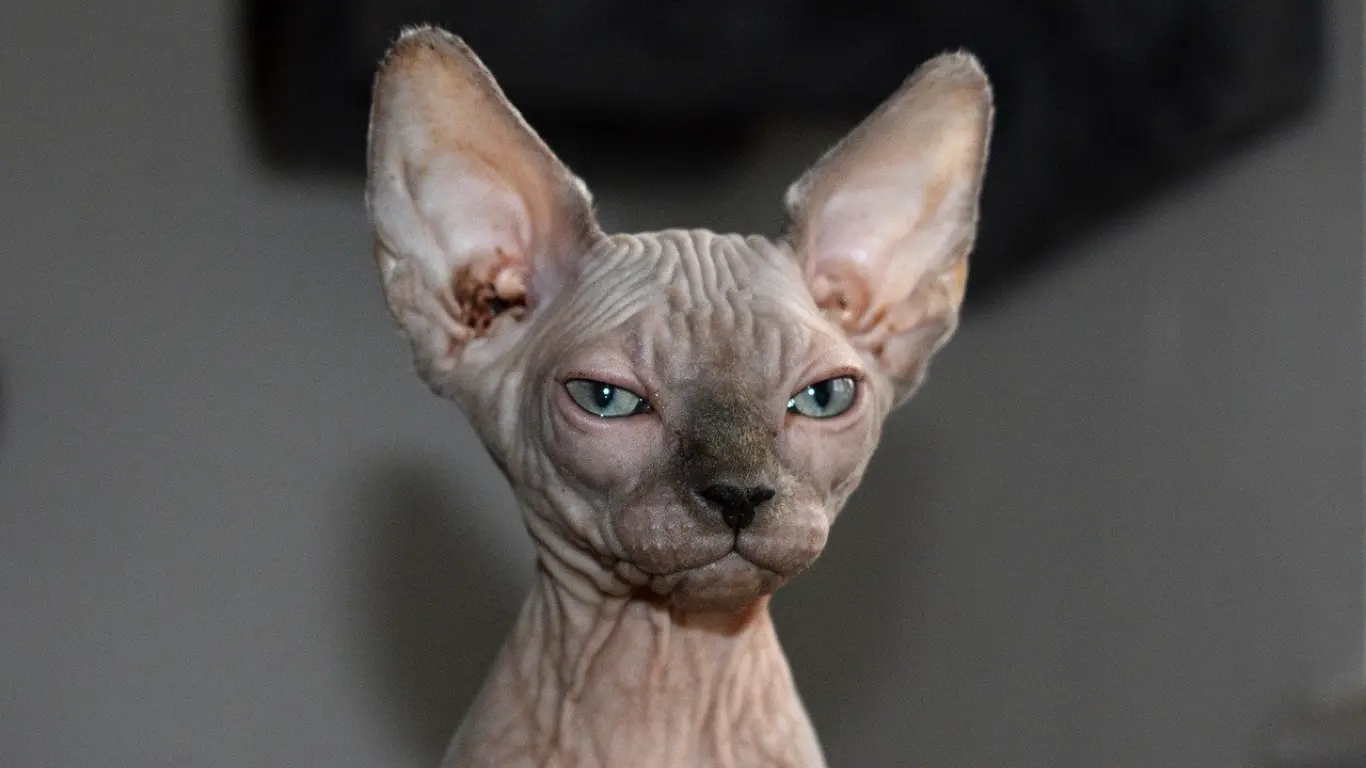 Why Are Sphynx Cats So Popular?