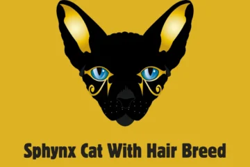 Sphynx Cat with Hair Breed