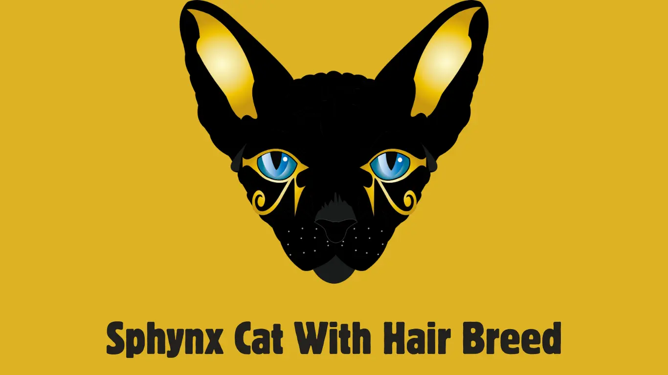 Sphynx Cat with Hair Breed