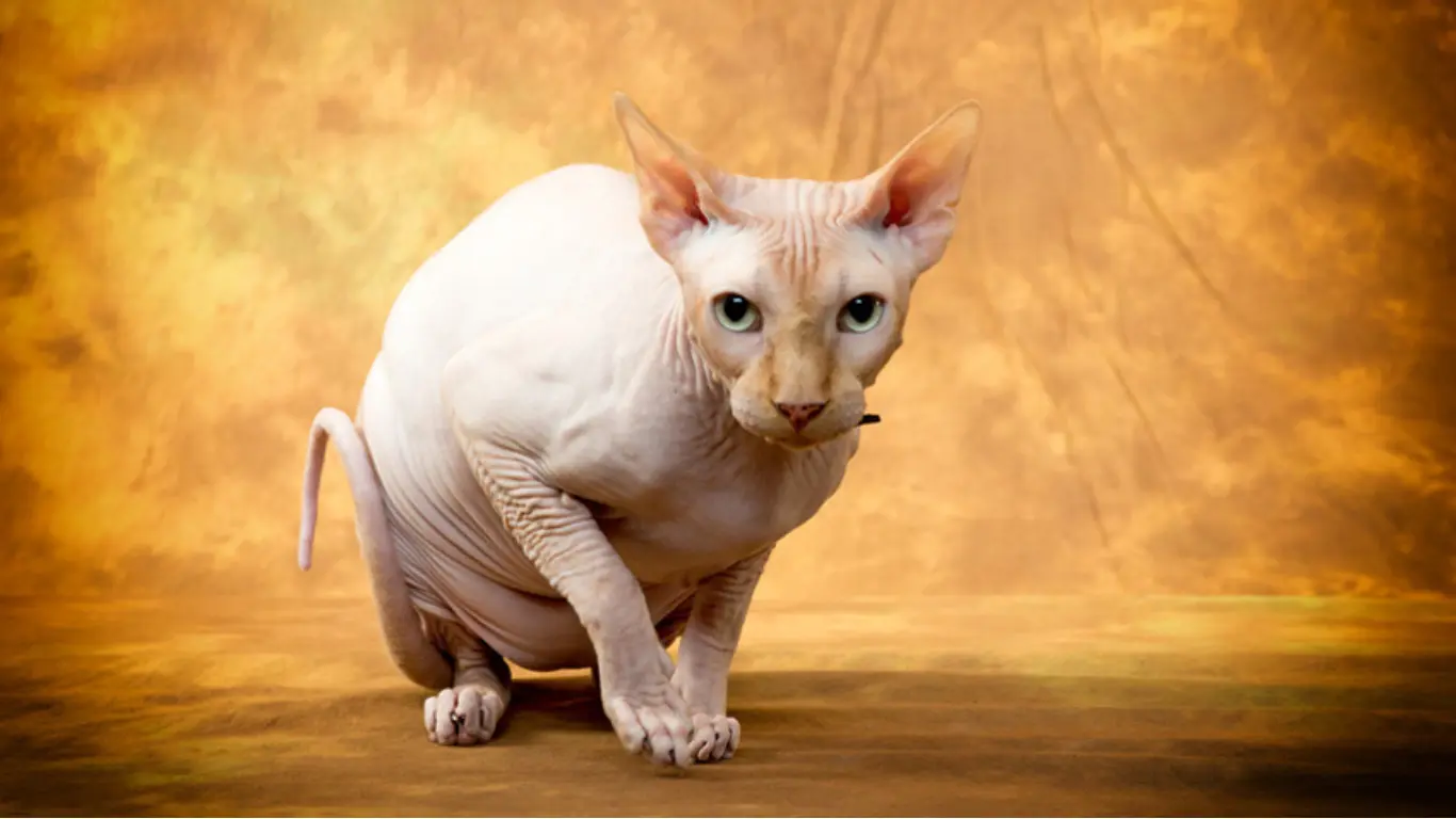 Sphynx Cat Adelaide