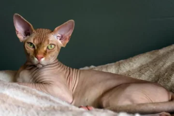 Sphynx Cat Adelaide