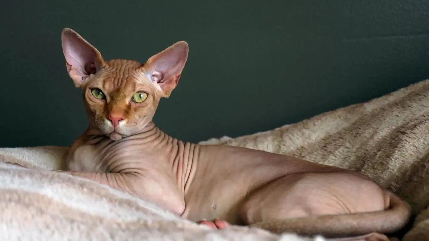 Sphynx Cat Adelaide