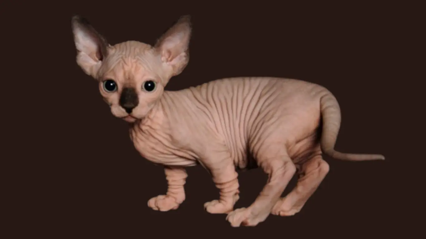 Sphynx Cat Adoption in Florida