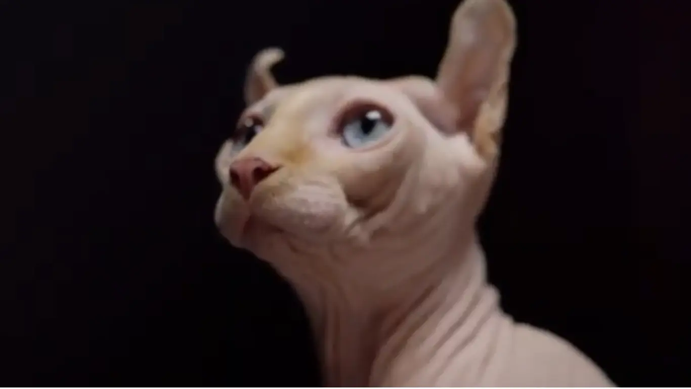 Lavender Sphynx Cat