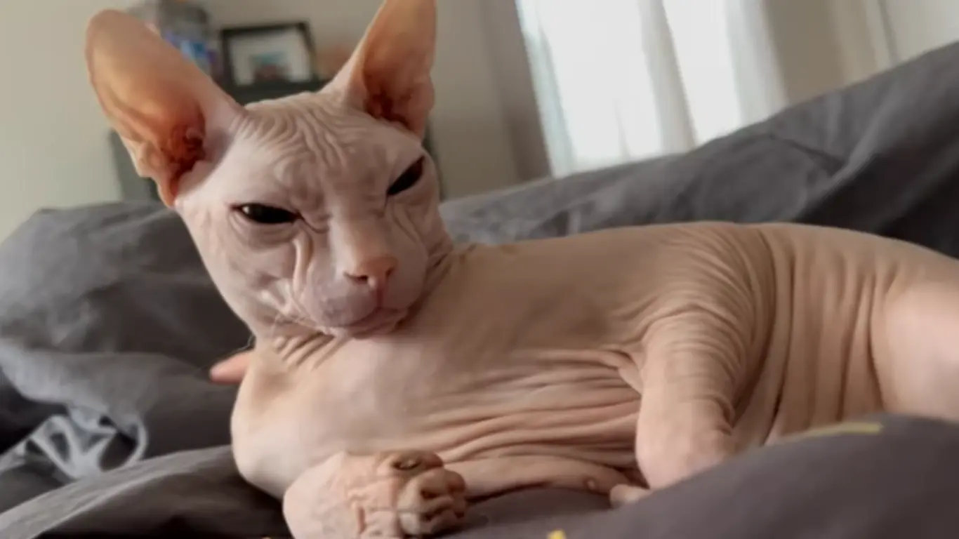 Why Are Sphynx Cats Called Sphynx