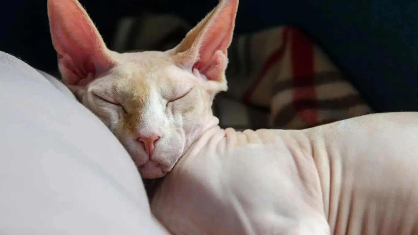 Why Are Sphynx Cats Hairless