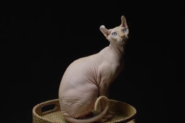 Colors of Sphynx Cats