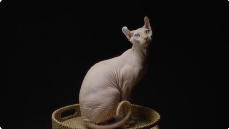 Colors of Sphynx Cats