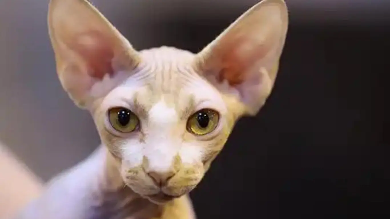 Sphynx Cat Lifespan