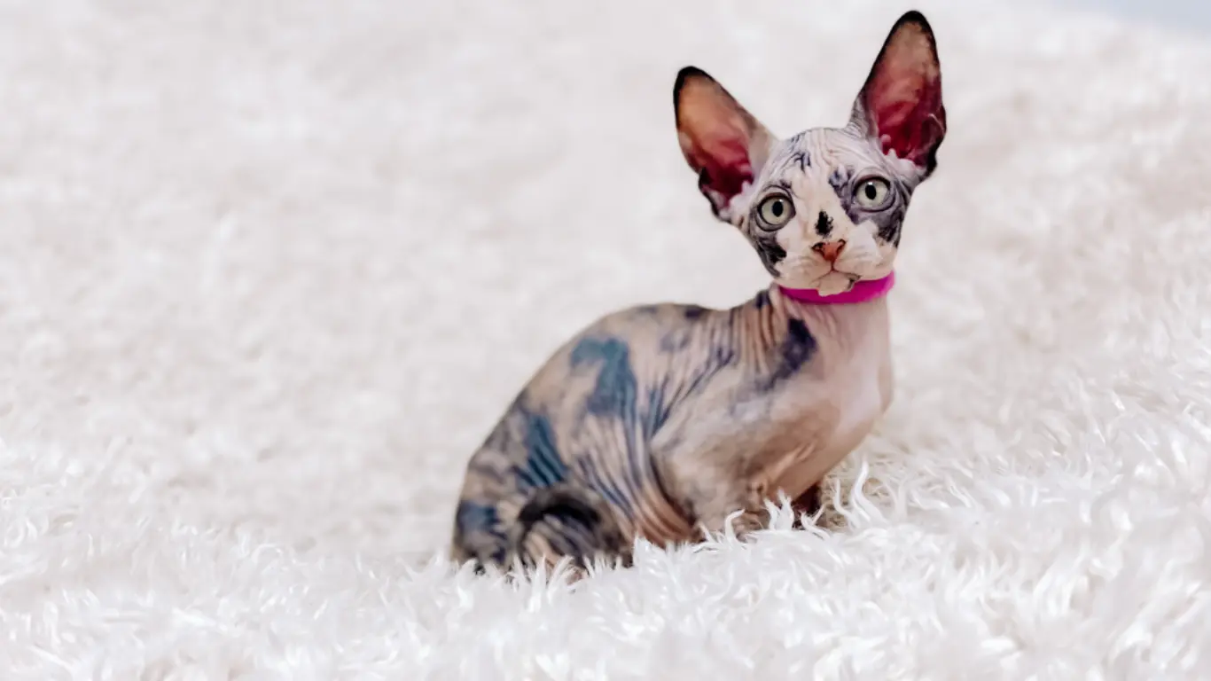 Sphynx Cat Breeders in Ohio