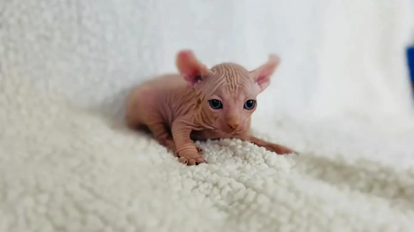 Sphynx Cat Houston TX