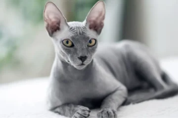 Why Are Sphynx Cats Hairless