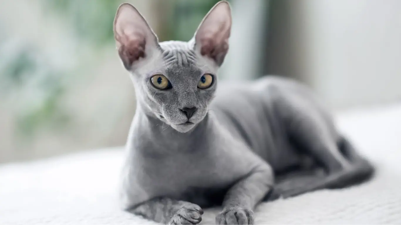 Why Are Sphynx Cats Hairless