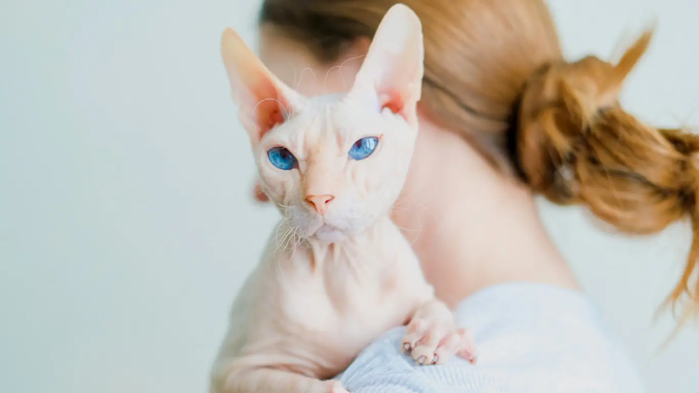 Sphynx Cat Mixed with Maine Coon