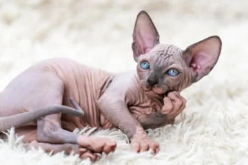 How Expensive Are Sphynx Cats