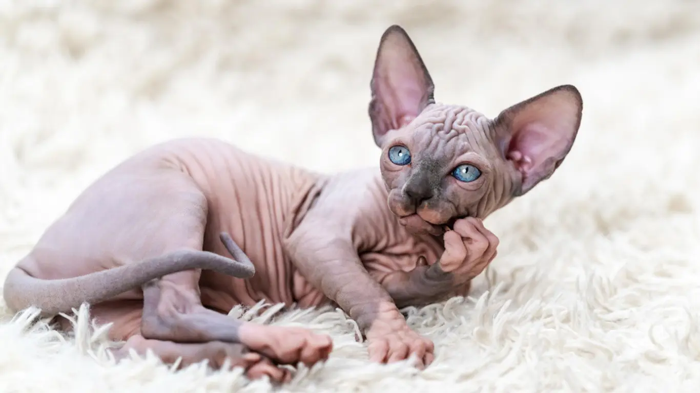 How Expensive Are Sphynx Cats