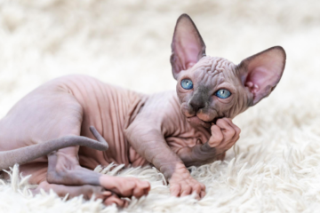 How Much Are Sphynx Cats? Understanding the Costs and Factors Involved