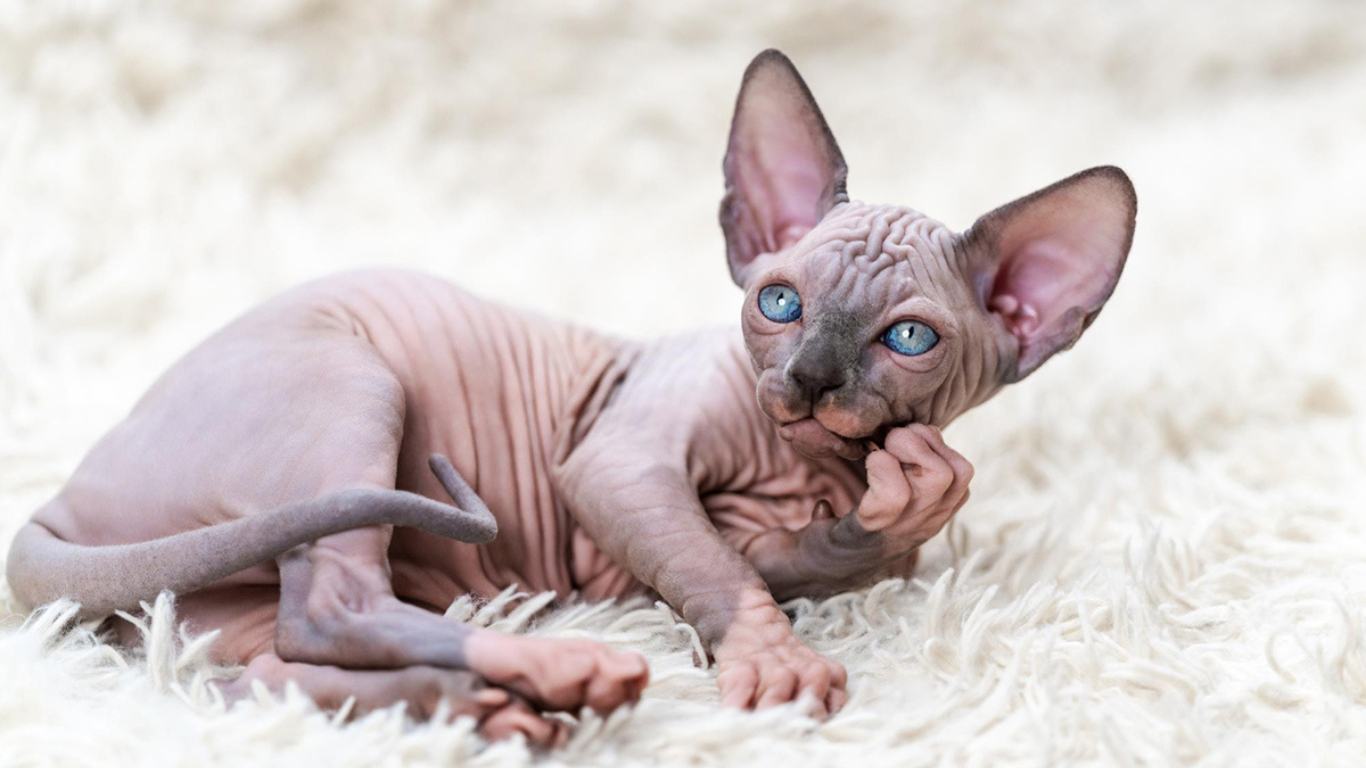 How Much Are Sphynx Cats? Understanding the Costs and Factors Involved