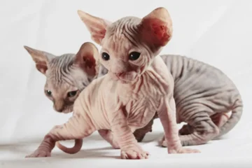 How Much Are Sphynx Kittens? A Complete Guide to Pricing, Worth, and Value