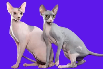 Lilac Sphynx Cat