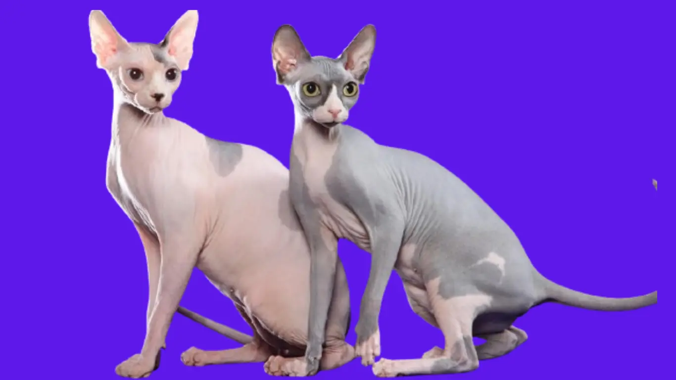 Lilac Sphynx Cat