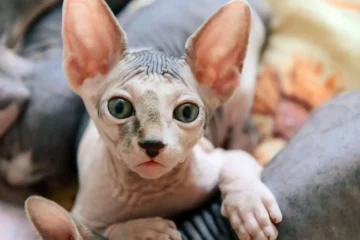 Sphynx Cat Behavior Problems