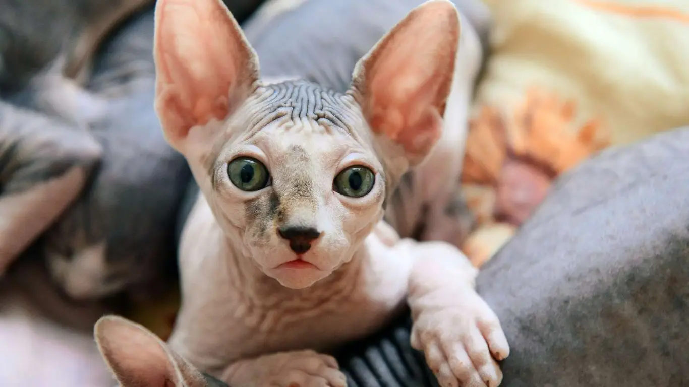 Sphynx Cat Behavior Problems