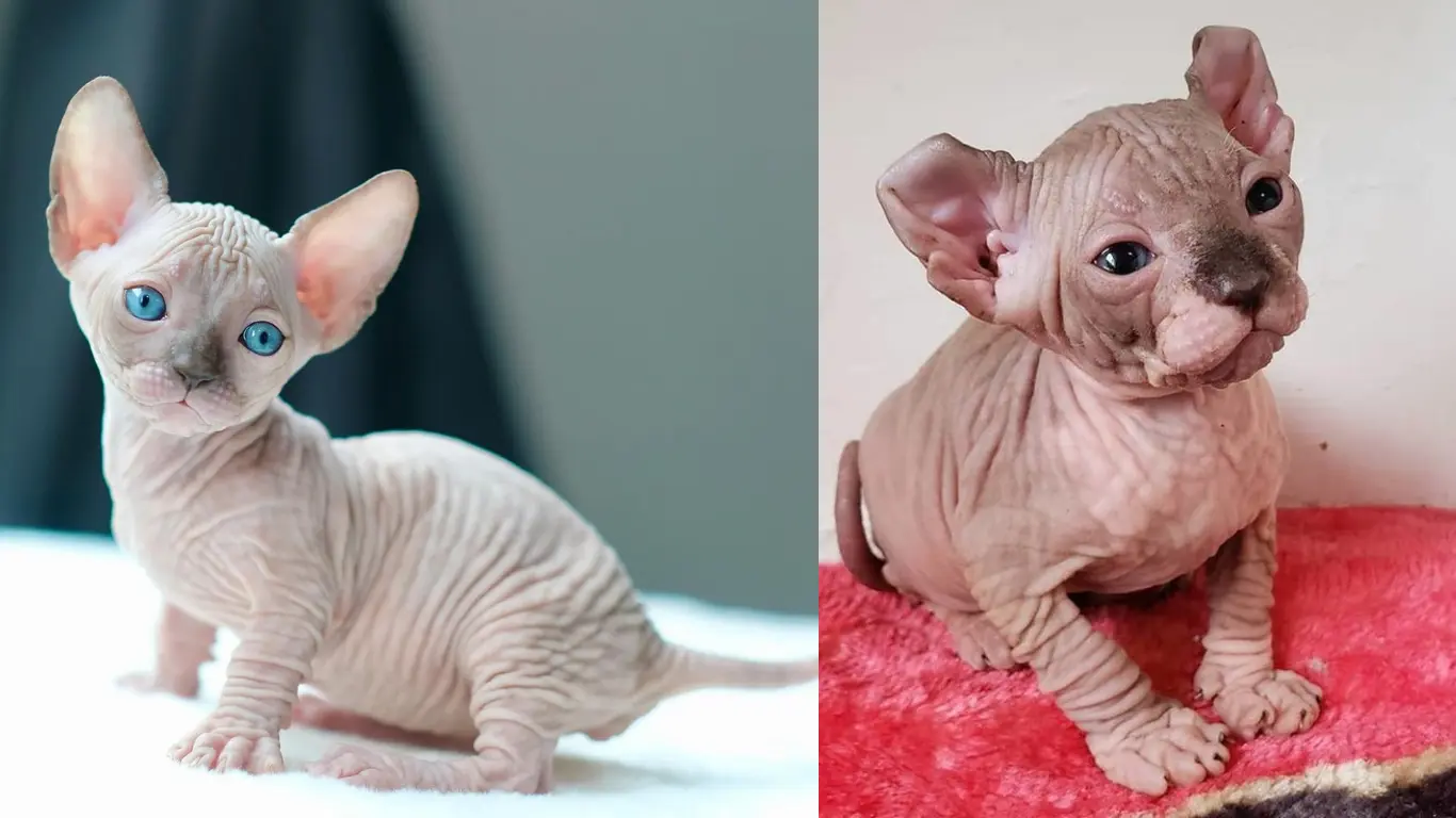 Sphynx Cat Houston TX