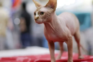 Sphynx Cat Lifespan Female