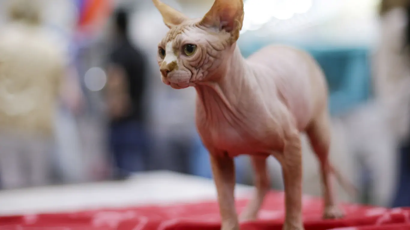 Sphynx Cat Lifespan Female