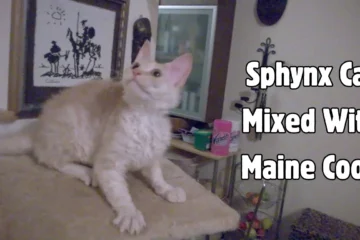 Sphynx Cat Mixed with Maine Coon