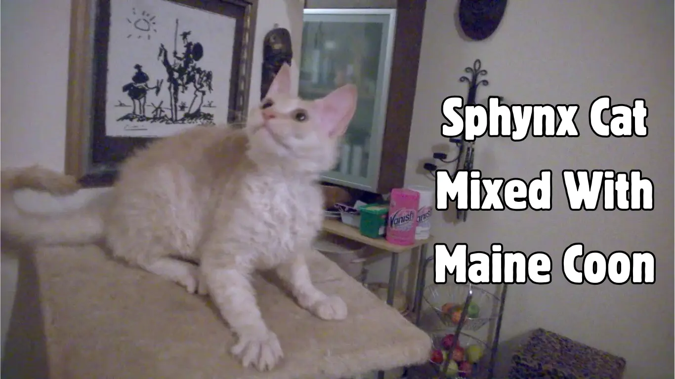 Sphynx Cat Mixed with Maine Coon