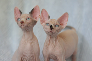 Sphynx Cat Texas