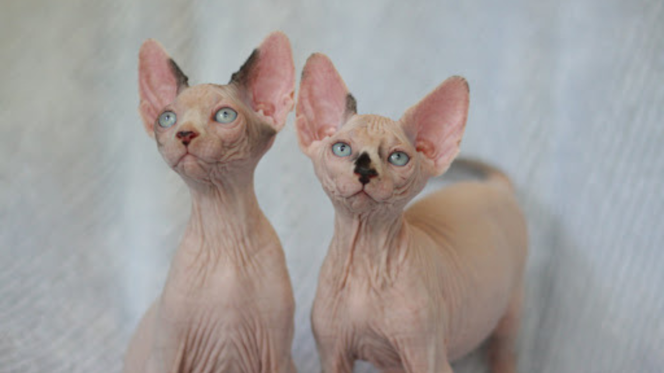 Sphynx Cat Texas