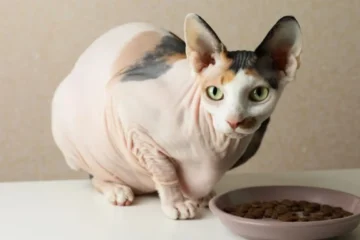 What Do Sphynx Cats Eat? A Complete Guide to Their Diet