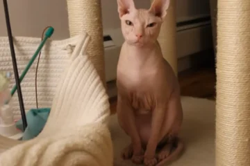 Why Are Sphynx Cats Called Sphynx