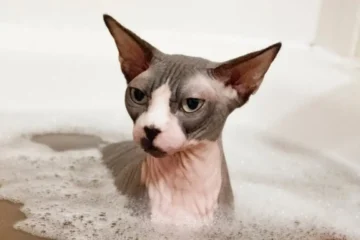 Why Do Sphynx Cats Need Baths? A Complete Guide for Sphynx Cat Owners