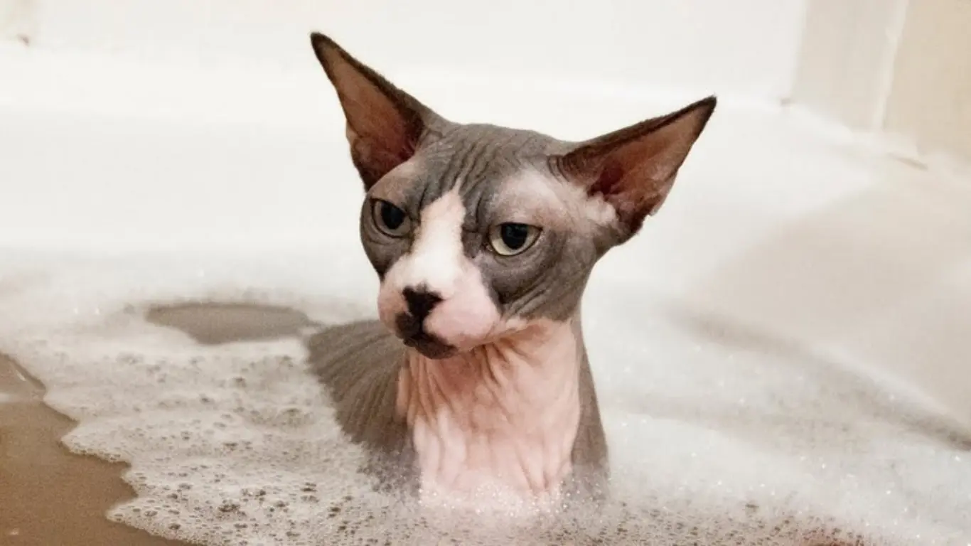 Why Do Sphynx Cats Need Baths? A Complete Guide for Sphynx Cat Owners