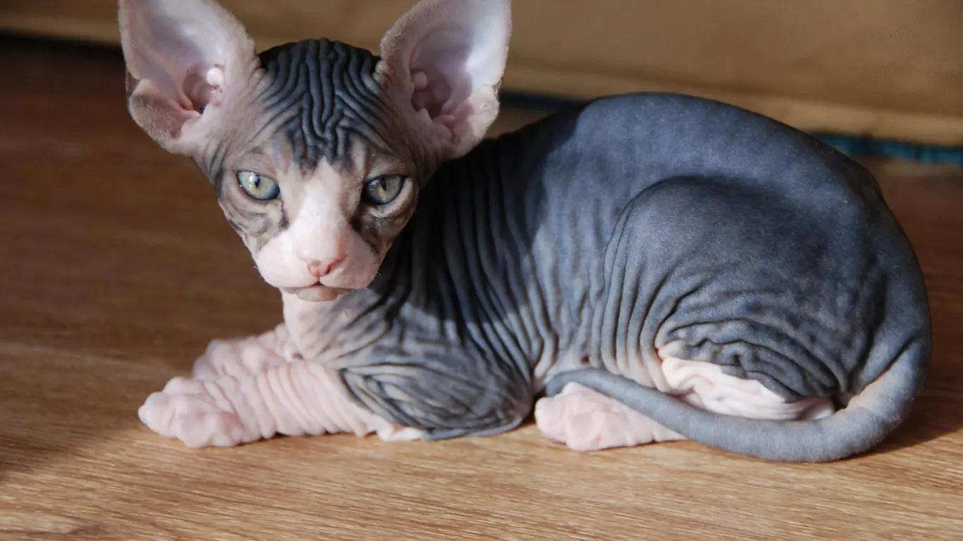 Why Is My Sphynx Cat Growing Hair