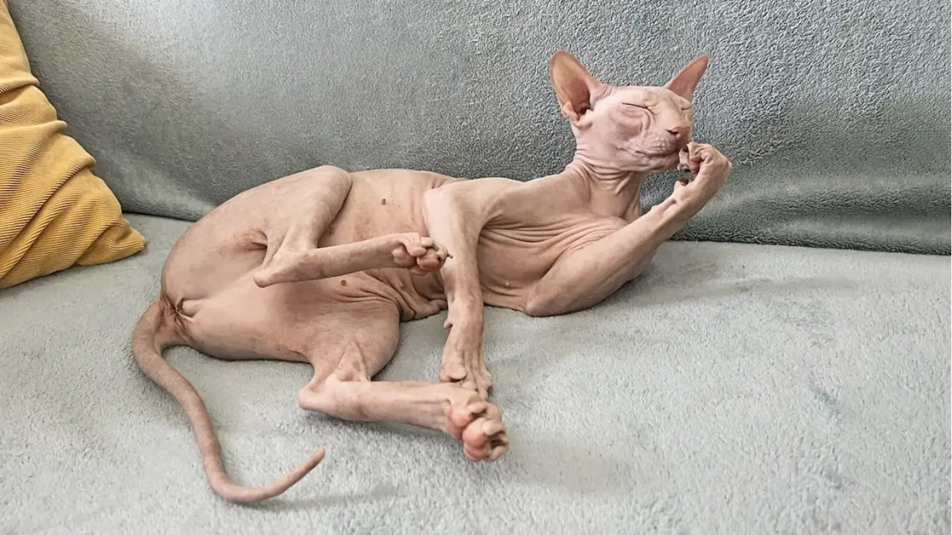 Why Sphynx Cats Are the Best