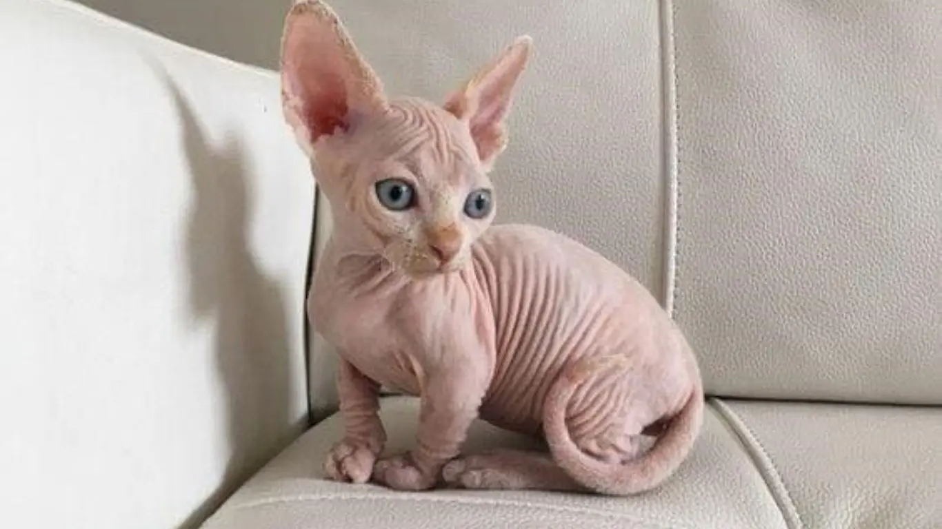 Baby Sphynx Cat