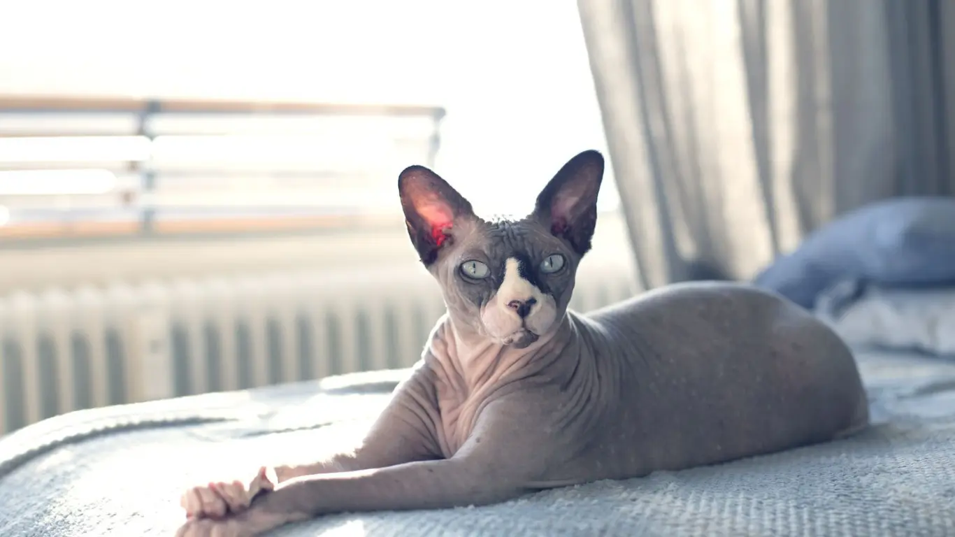 Grey Sphynx Cat