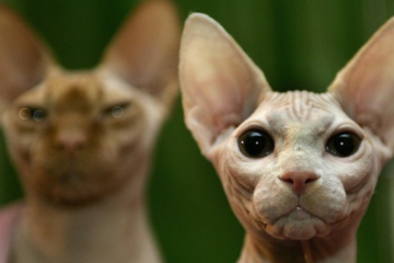 Cute Hairless Cats: All About Sphynx Cats, Pricing, and Lifespan